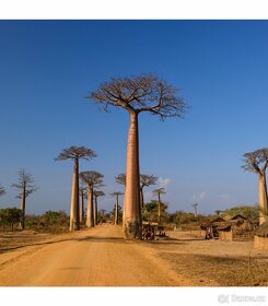 Baobab - rastliny a semená. - 3