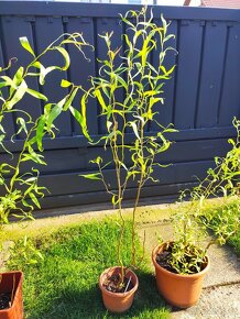3x Salix erythroflexuosa - vrba kroucená - 3