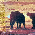 obraz - sloni v západu slunce - 3