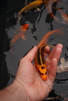 Koi kapr - 3
