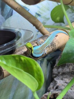 TRIA : 1.2 Gastropholis prasina, 1.2 Anolis barbatus - 3