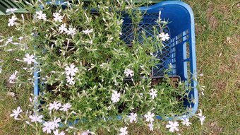 Prodám sazenice Phlox subulata 'Emerald Blue Cushion' - 3