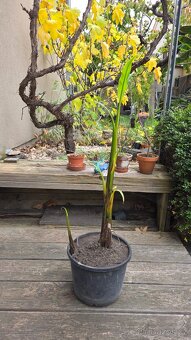 Banánovník Musa Basjoo - 3