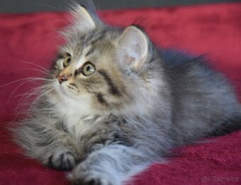 sibiřské kotě - 3