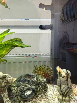 Akvárium-70l-vybavené-ještě v záruce - 3