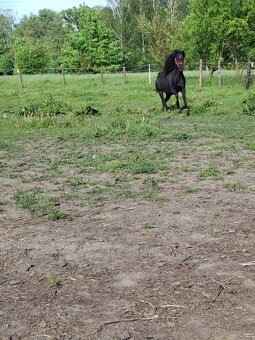 Prodám pony klisnu - 3