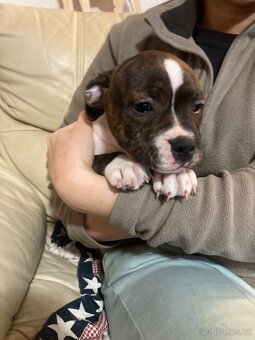 Stafordširský bulteriér- štěně pes s PP - 3