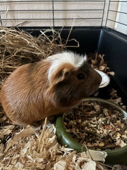 Morče samec +klec - 3