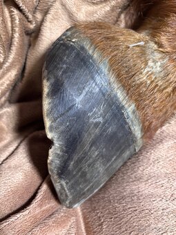 Anatomický model - koňská končetina - 3