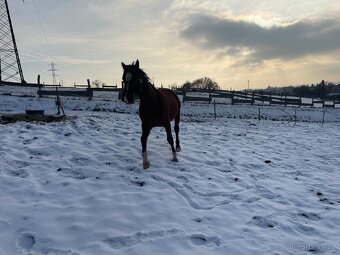 Český teplokrevník- valach - 3