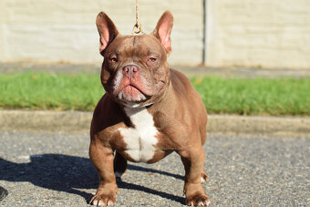American bully micro exotic - krytí - 3