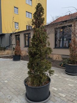 Velké květníky průměr 80cm + misky + zemina a rostliny - 3