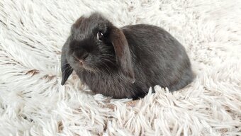 Zakrslý beránek, králíček, králík - ELLA - 3