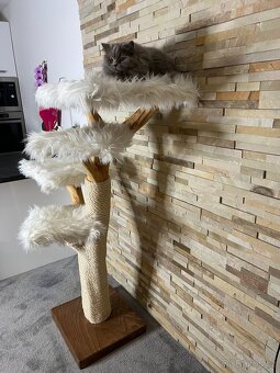 Přírodní kočičí strom - 3