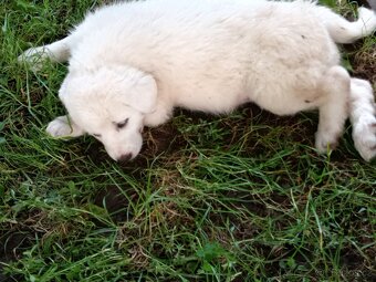 Labrador - 3