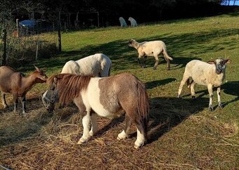 Mini pony - 3