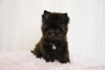 Jorkširský teriér s PP - Yorkshire terrier - 3