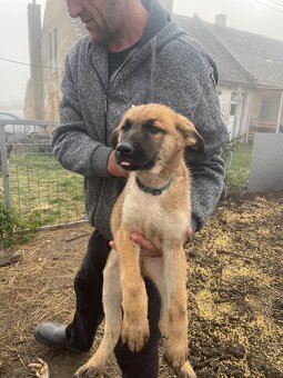 Štěně vlčáka - 3