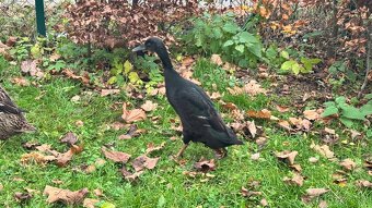 Indický běžec - 3