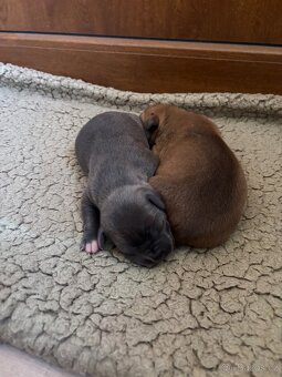 Americký stafordsirsky terier, Stafford, amstaf - 3