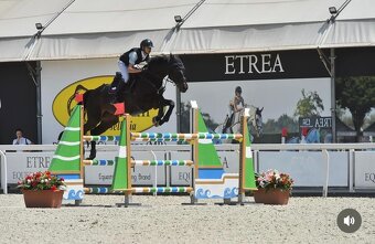 Sportovní kůň pro dítě či juniora - 3