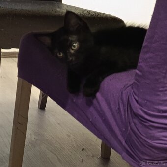 Britská modrá x Mainská mývalí koťátka - 3