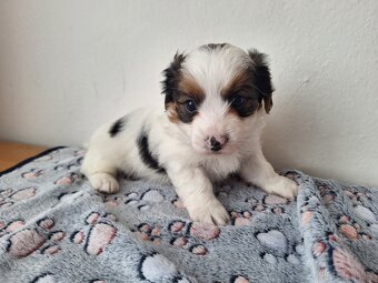 Biewer jorkšírský teriér pejsek - 3