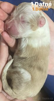 Border kolie s pp - 3