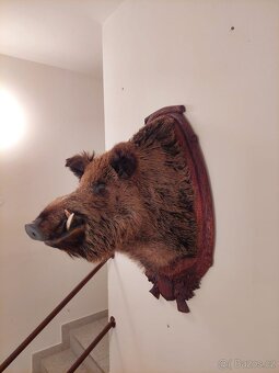 Hlava divočáka - 3