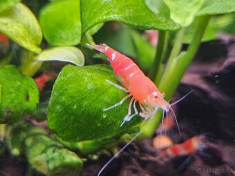 Krevetky Red crystal - 3
