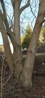 Kmeny Ořechů na fošny - 3