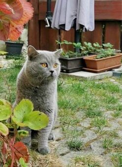 Britský kocourek ke krytí - 3