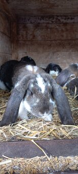 Francouzský  beran - 3