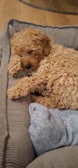 Štěňátko Trpasličího Pudla - 3