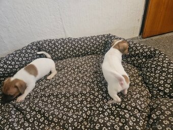 Jack Russel teriér - 3