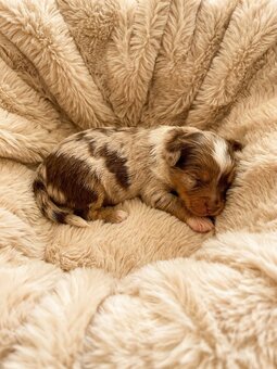 Jorkšírský teriér s PP - Yorkshire terrier - 3