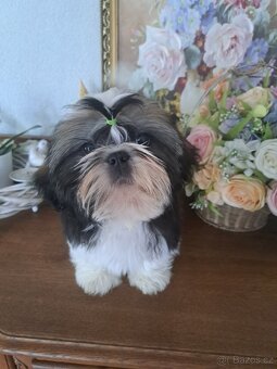 Shih-tzu s PP / shi-tzu / shi tzu - 3