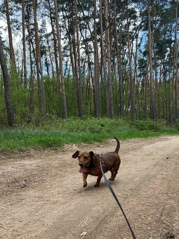 STELINKA K ADOPCI - umazlená jezevčí holčička - 3