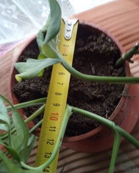 2x pokojová Monstera Monkey Leaf - 3
