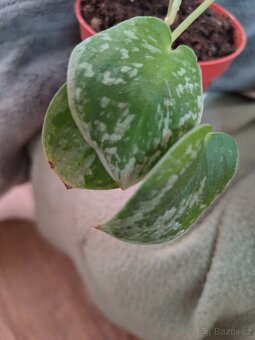 Scindapsus 3 druhy - 3