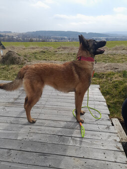 Prodám štěně BO Malinois s PP - 3