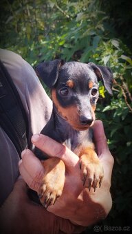 Trpasličí pinč Minidoberman - 3