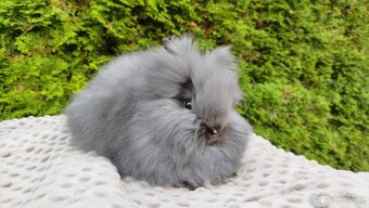 Zakrslý králík, králíček -(TEDDY)-OLAF A OLINA - 3