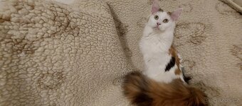 Mainska myvalia, Mainne coon,Mco - 3