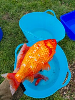 ❗️KARAS ZLATÝ, SHUBUNKIN, ČERNOZLATÝ, ČERVENOBÍLÝ 10-30CM❗️ - 3