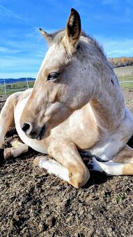 Klisna APH / APPA (rezervace do 23.11.) - 3