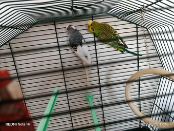 Andulky s klecí - 3