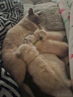 Britská koťátka Colorpoit - 3