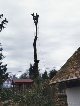 Kácení stromů v Ústeckém kraji - 3