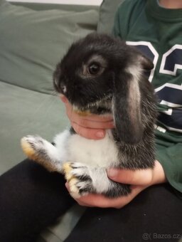 Zakrslý beránek králíček - 3